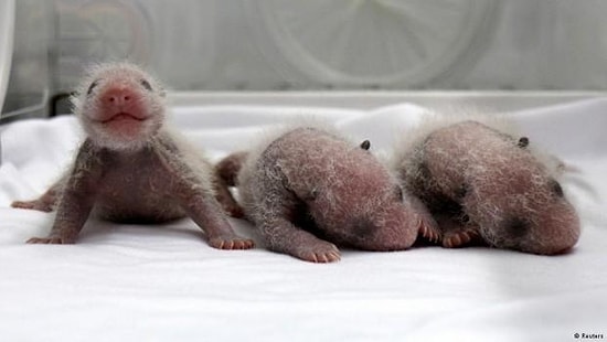 Dünyanın Sağlıklı İlk Üçüz Pandaları