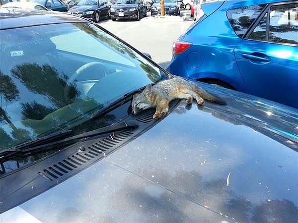 1. Park yerine geldiniz, arabanızın üzerinde bir kedicik yatıyor. Bir dakika ya, kedi değil bu, bildiğin tilki yavrusu!