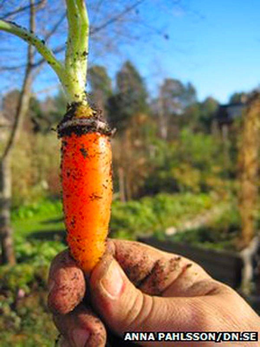 Проросшая морковь