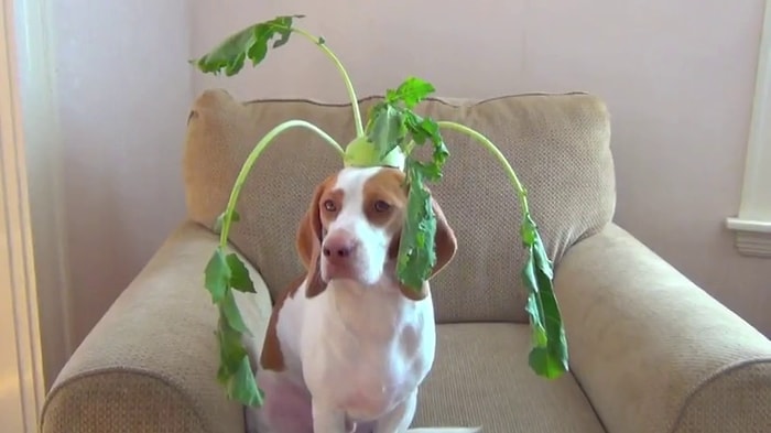 100 Saniye, 100 Sebze ve Meyve 1 Köpek