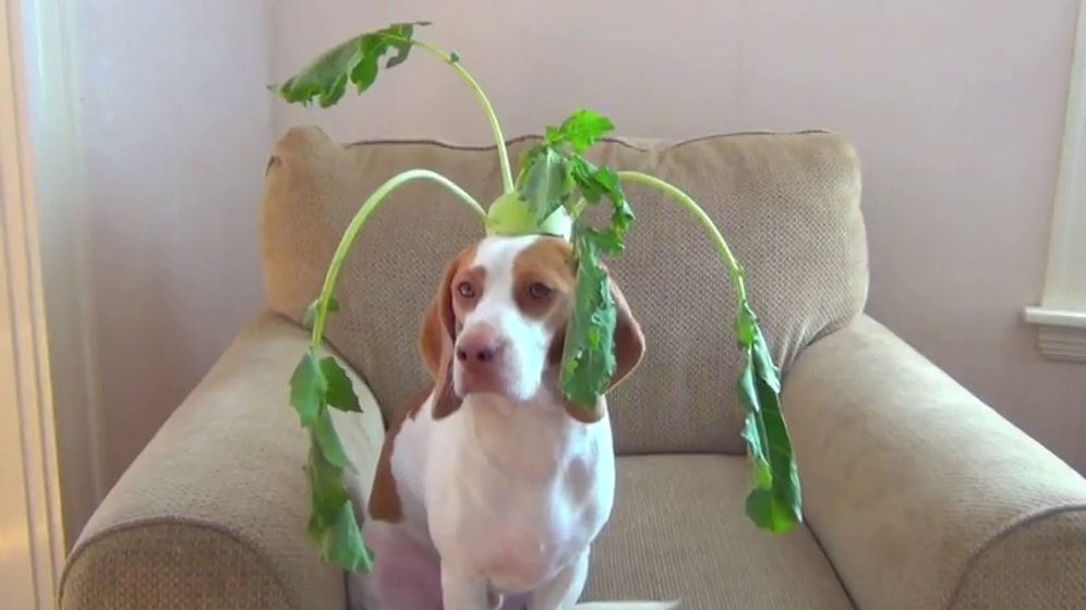 100 Saniye, 100 Sebze ve Meyve 1 Köpek