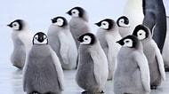 Tatlılıklarıyla Kalbinizi Eritmeye Ant İçmiş 20 Bebek Penguen