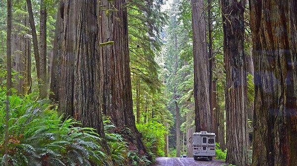 4. Redwood Ulusal Parkı, Kaliforniya