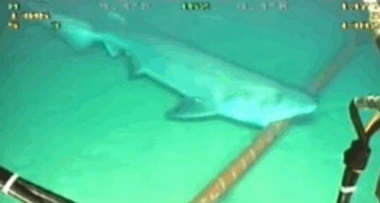 Google'ın Köpek Balıklarıyla Başı Dertte