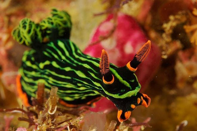 Denizaltının En Renkli Canlısı Nudibranchlardan 23 Görsel Şölen