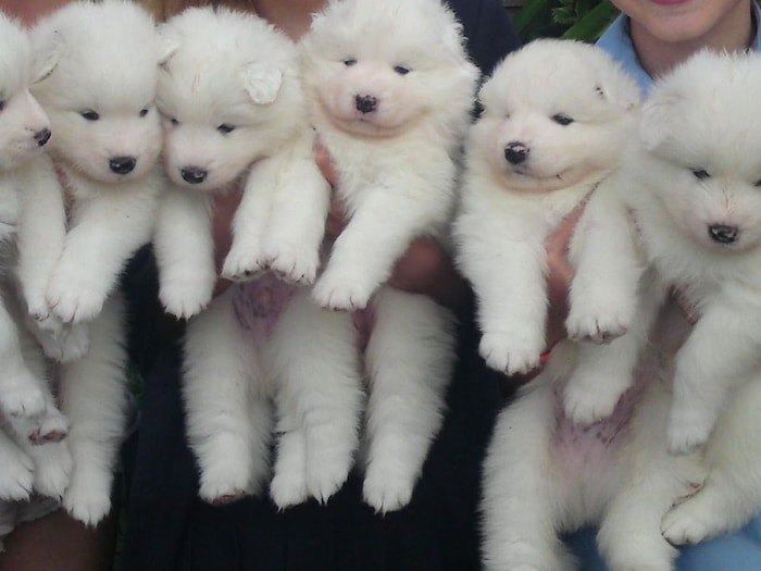 Deliler Gibi Ağzını Burnunu Isırmak İsteyeceğiniz 16 Samoyed Yavrusu Fotoğrafı