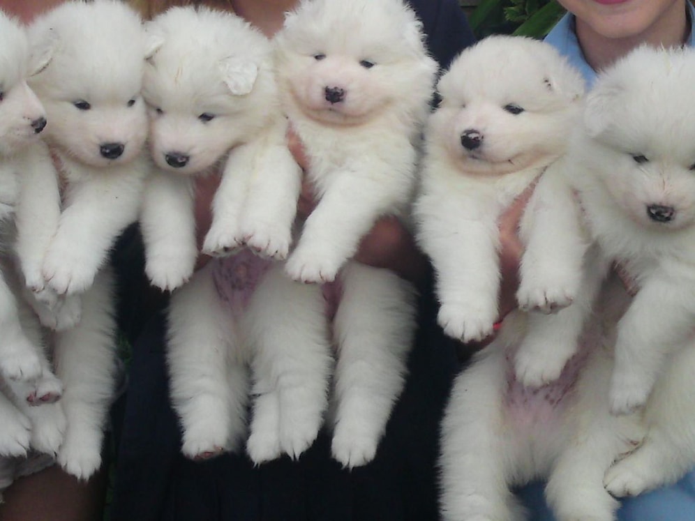 Deliler Gibi Ağzını Burnunu Isırmak İsteyeceğiniz 16 Samoyed Yavrusu Fotoğrafı