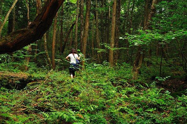 16. Aokigahara Ormanı, Japonya