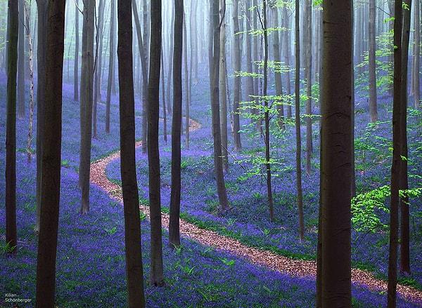 1. Baharda Hallerbos Ormanı, Belçika