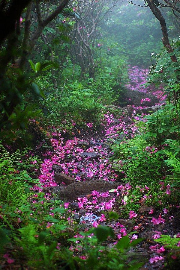 4. Ormangülü Patikası, Rogers Dağı, Virginia, ABD