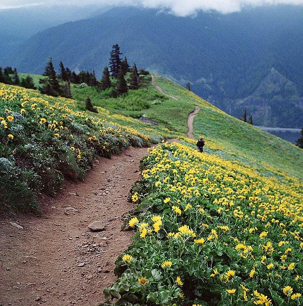 8. Dog Mountain, Washington, ABD