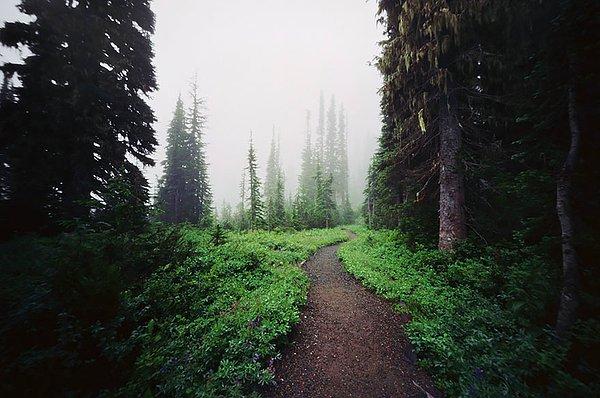 10. Rainier Dağı, Washington, ABD