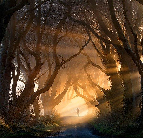 13. Dark Hedges, İrlanda