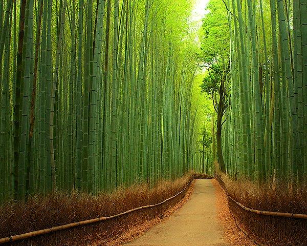 20. Kyoto'da bulunan bambu patikası, Japonya