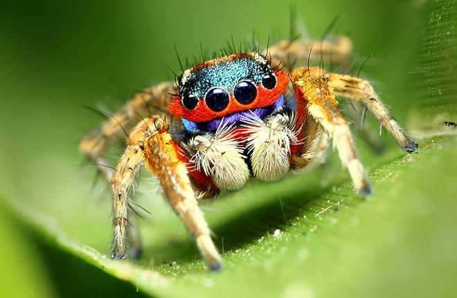 Örümcekleri Hiç Bu Kadar Renkli ve Sevimli Görmüş müydünüz? İşte 24 Kanıtı!