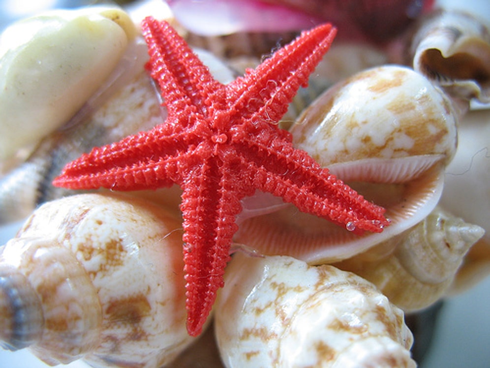 Deniz Canlılarını İsimlendirirken Çok Hoyrat Davranıldığının 10 Bariz Kanıtı