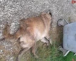 Sakarya'da Sokak Köpeklerini Barınağa Diye Götürüp Zehirlemişler