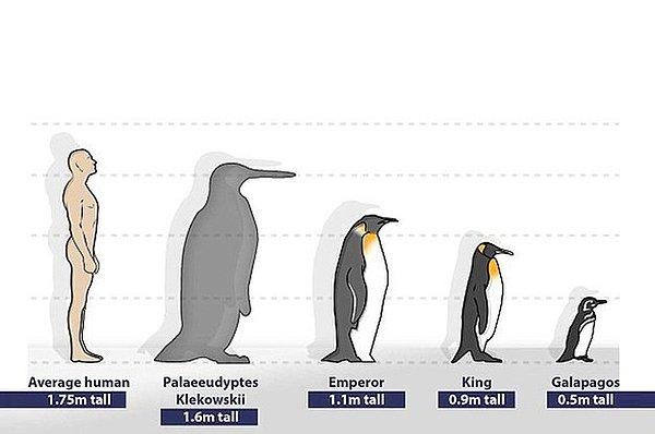 10. Yaklaşık 2 metre boyundaki penguenler