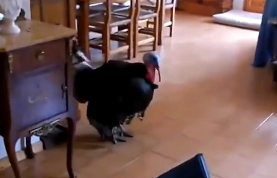 Ahenkle Flamenko Yapan Hindi