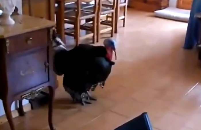 Ahenkle Flamenko Yapan Hindi