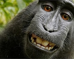 Meşhur Maymun Selfie'sinde Kazanan Taraf Belli Oldu