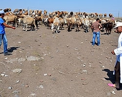 Kars'ta Susuzluğa 'Bornozlu' Tepki: 'Bu Şekilde Nasıl 3 Çocuk Yapacağız?'