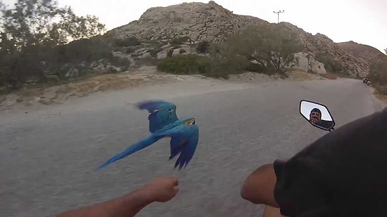 Papağanım Olmadan Asla! Yol Boyunca Sahibinin Yanında Uçarak Seyahat Eden Akıllı Hayvan