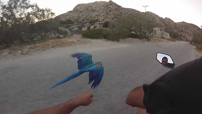 Papağanım Olmadan Asla! Yol Boyunca Sahibinin Yanında Uçarak Seyahat Eden Akıllı Hayvan
