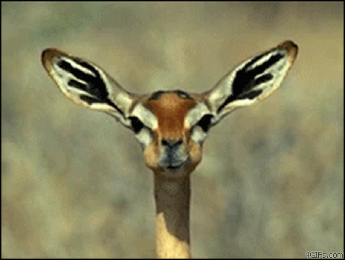 s-a886ce79a618e34e55aa673a1c20ad368d31e766.gif