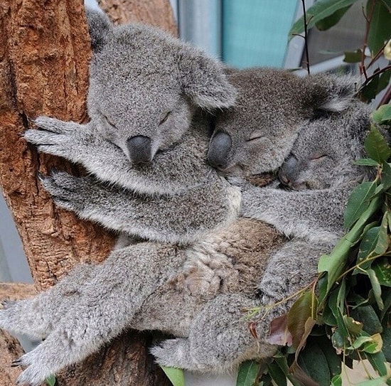 Koala'ların En Sevimli 10 Hali