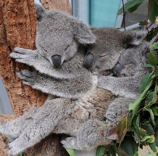 Koala'ların En Sevimli 10 Hali