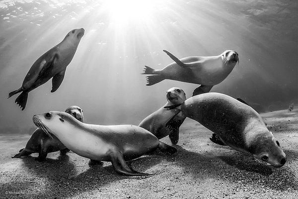 6. 'Avustralya Deniz Aslanı Yavruları' Michael Patrick O'Neill