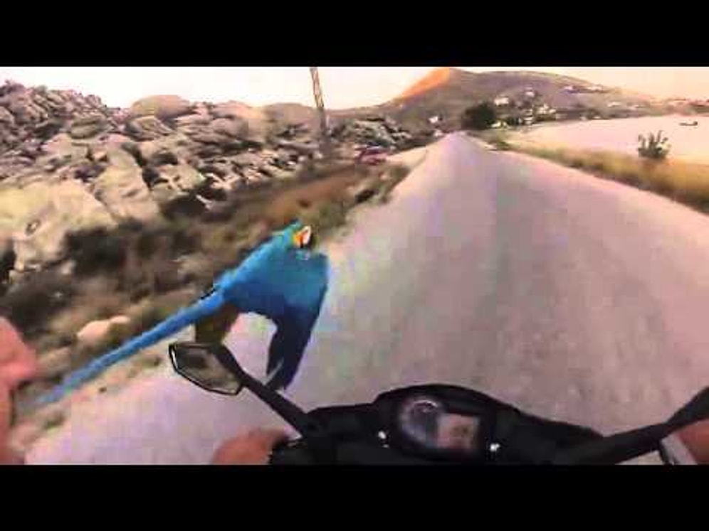 Sahibiyle Yarışan Papağan