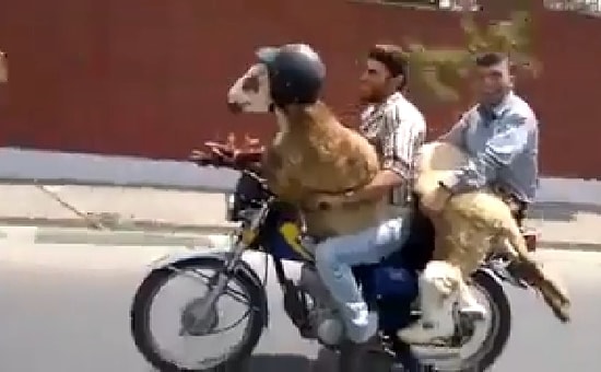 Kurban is Coming | Hazırlıklar Başlasın