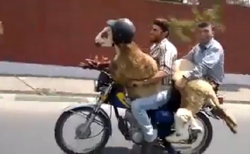 Kurban is Coming | Hazırlıklar Başlasın