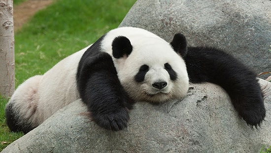 Pandalar Yemek İçin Hamile Taklidi Yapıyormuş...