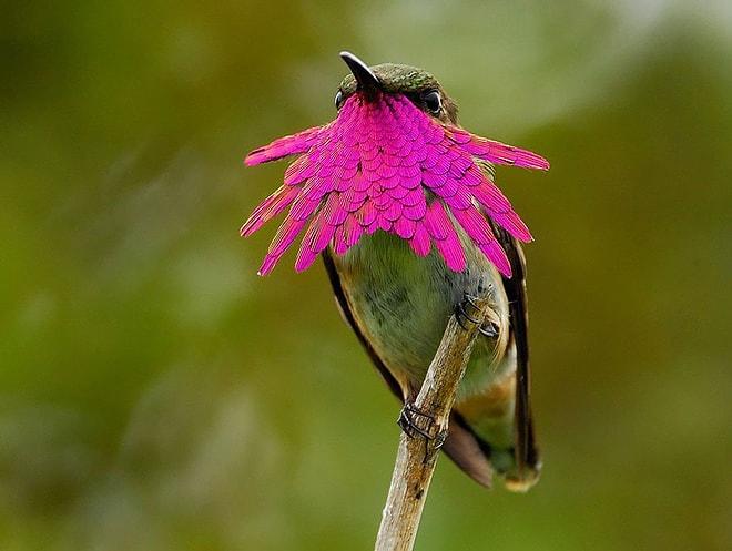20 Yakın Çekim Fotoğrafla Renkleriyle Göz Kamaştıran Sinek Kuşları