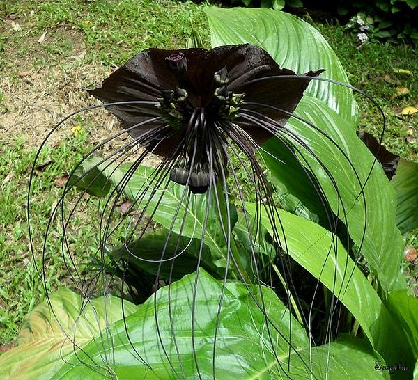 2. Çinli Siyah Yarasa Çiçeği (Chinese Black Batflower)