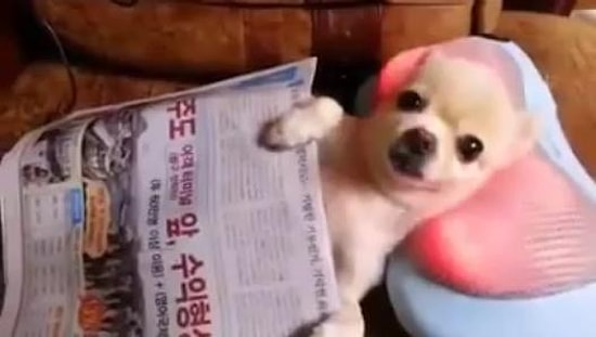 Sevimli Köpeğin Gazete ve Masaj Keyfi