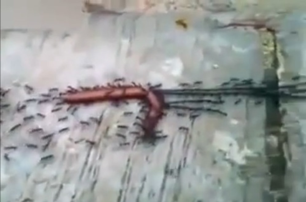 Kuvvet Birliğiyle Yemek İçin Solucan Taşıyan Karıncalar