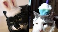 Şapka Takınca Şirinlik Katsayısı Logaritmik Olarak Artmış 23 Kedi
