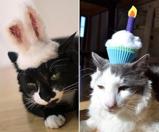 Şapka Takınca Şirinlik Katsayısı Logaritmik Olarak Artmış 23 Kedi