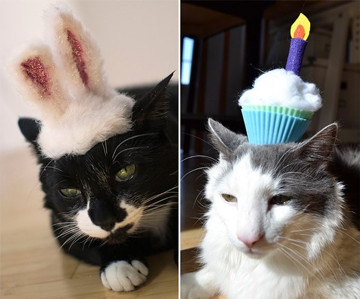 Şapka Takınca Şirinlik Katsayısı Logaritmik Olarak Artmış 23 Kedi