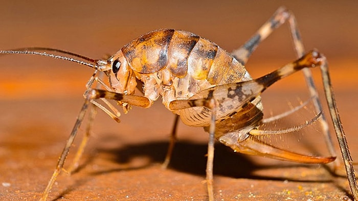 Yamyam Çekirge ABD'yi İstilaya Hazırlanıyor