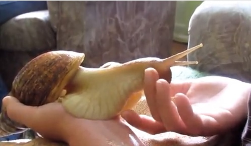 Yeni Favori Evcil Hayvanınız: Salyangoz!