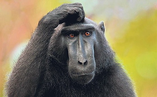 Maymun, Çaldığı Paraları Halka Dağıttı