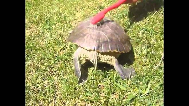 Kaplumbağa nasıl temizlenir?