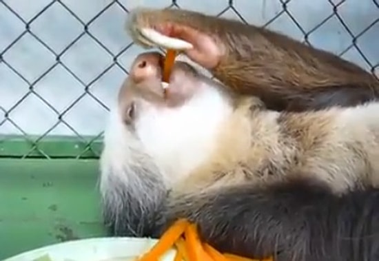 Miskinlikte Sınır Tanımayan Hayvan