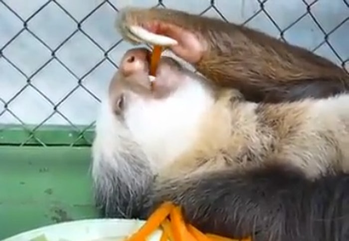 Miskinlikte Sınır Tanımayan Hayvan