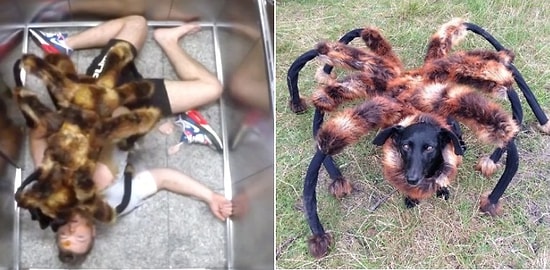 Dev Mutant Köpek-Örümcek Dehşet Saçıyor! | Şaka İçerir
